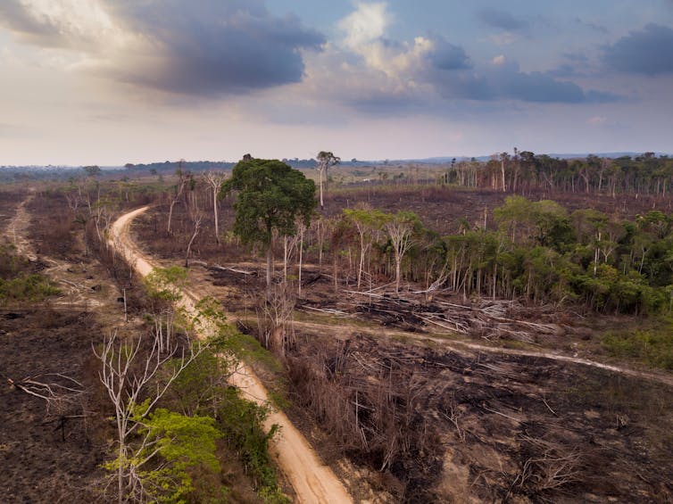 Drone image of a barren landscape with a few remaining large trees and a large road cutting through it.