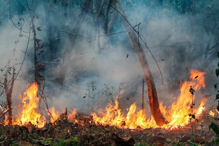 Fire engulfing a forest clearing.