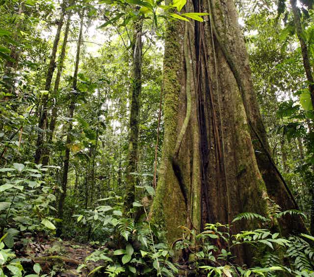 A large tree trunk is surrounded by thinner trees in a rainforest.