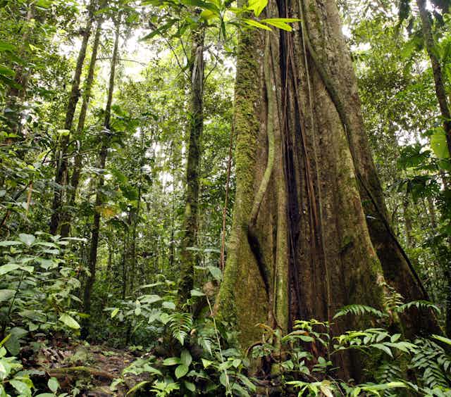 Is The Amazon Rainforest On The Verge Of Collapse Is The Amazon Rainforest On The Verge Of Collapse