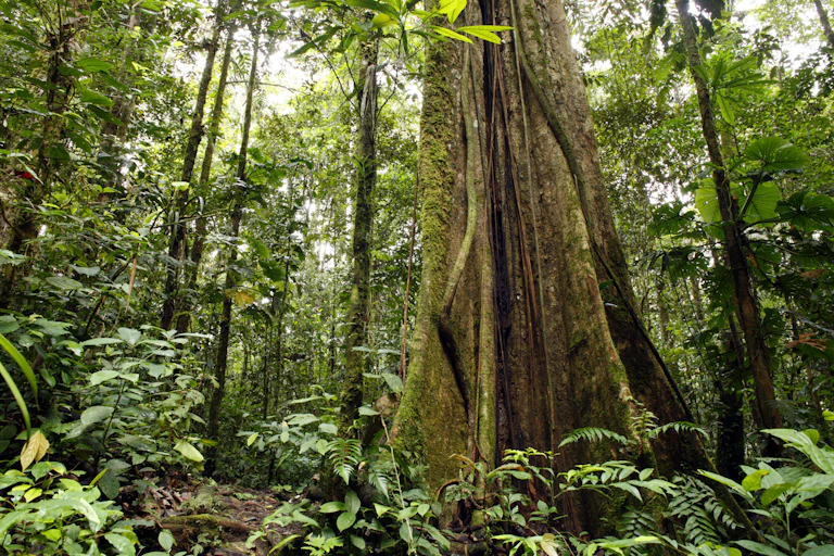 A large tree trunk is surrounded by thinner trees in a rainforest.