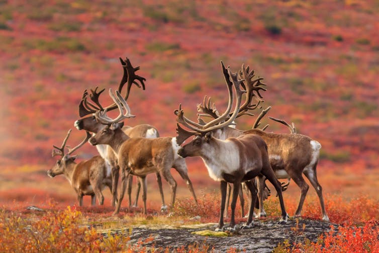 a group of caribou standing in the tundra