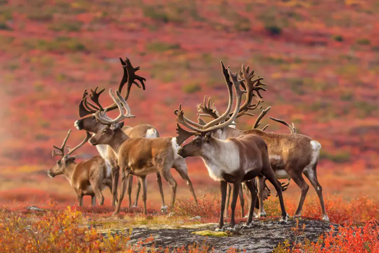 a group of caribou standing in the tundra