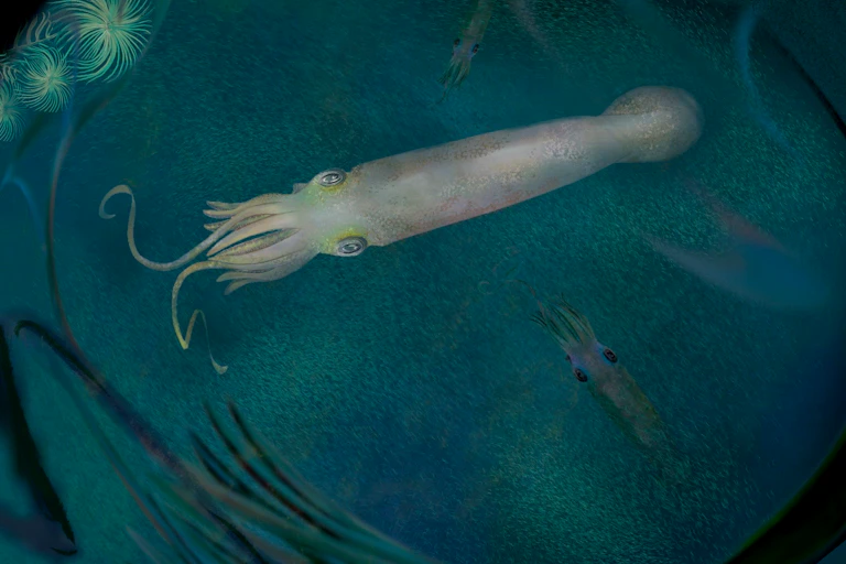An artistic reconstruction of the newly described 328-million-year-old vampyropod