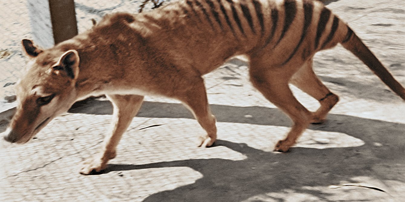 Scientists announce plans to resurrect extinct Tasmanian tiger