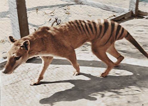 Can we resurrect the thylacine? Maybe, but it won't help the global extinction crisis
