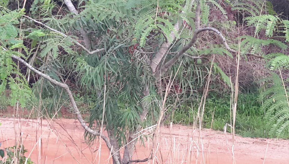 Mistletoes on African locust bean trees.