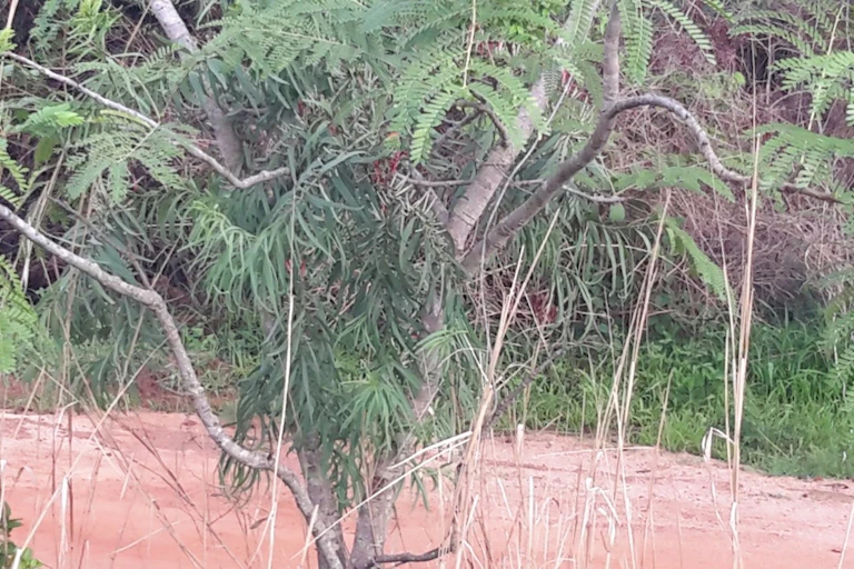 Mistletoes on African locust bean trees.