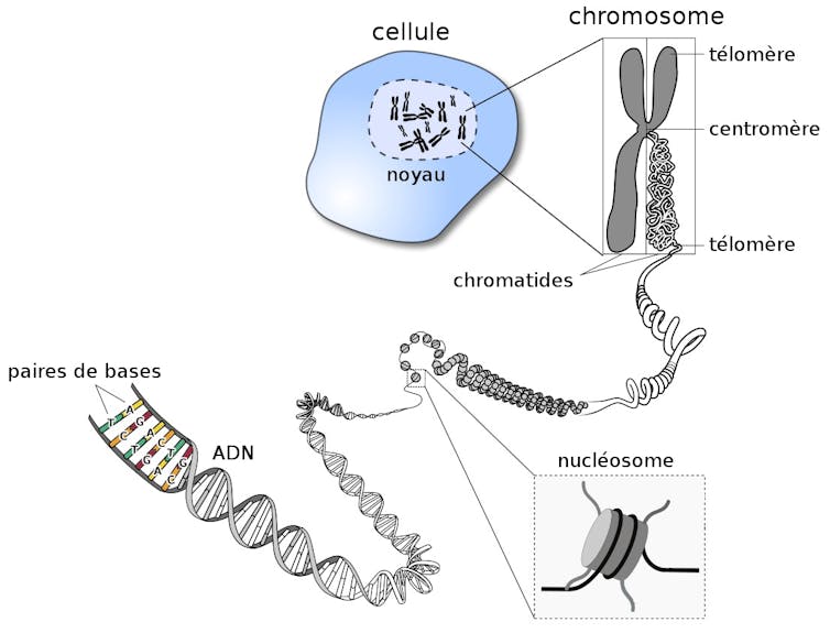 Schéma montrant les niveaux de compaction de l’ADN : double hélice, enroulement autour des histones, organisation des histones en rubans qui bouclent pour former la chromatine, enroulement de la chromatine en chromosomes