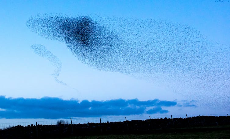 Murmurations can have as many as 750,000 birds flying in unison. mikedabell/iStock via Getty Images