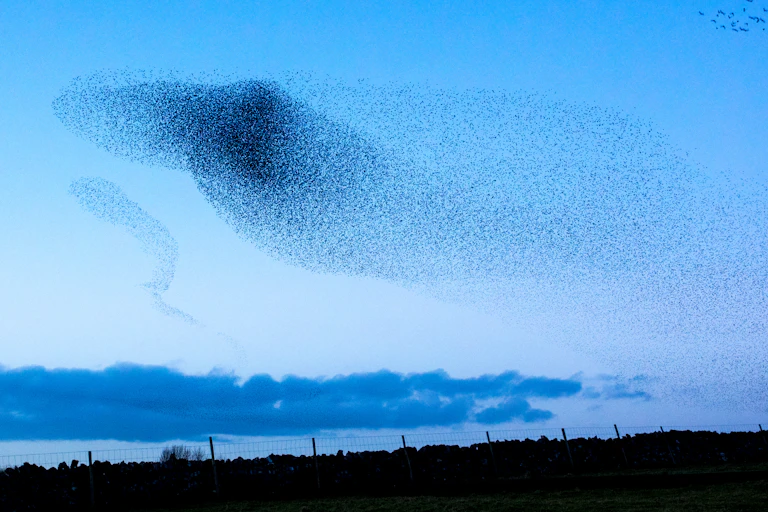 dark mass of birds against a blue twilight sky