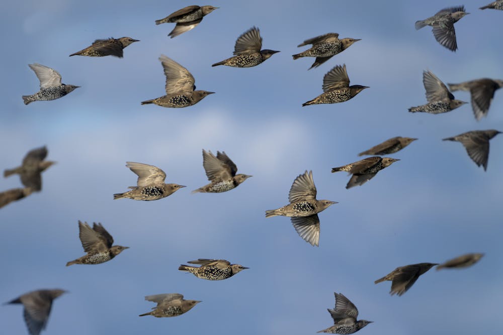 Modelling uncovers how birds flock together