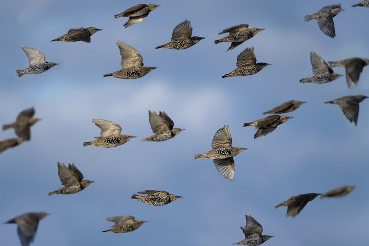 equally spaced group of birds flying against blue sky