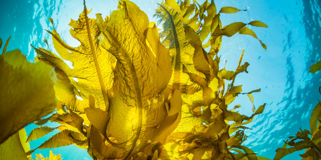 Kelp won't help: why seaweed may not be a silver bullet for carbon storage  after all