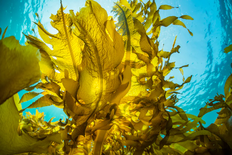 Seaweed near surface