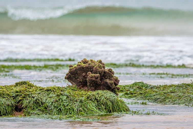 sea squirts on seaweed on a New South Wales beach.