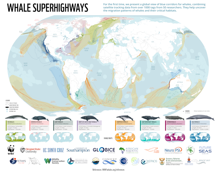 A map of the world with whale migration routes highlighted.