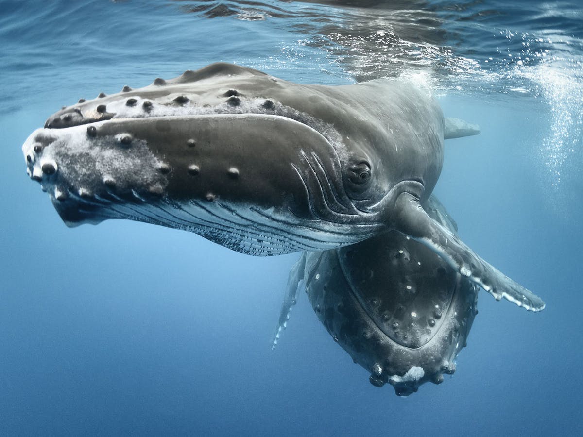 Whale migrations: how new UN treaty aims to protect species on the high seas