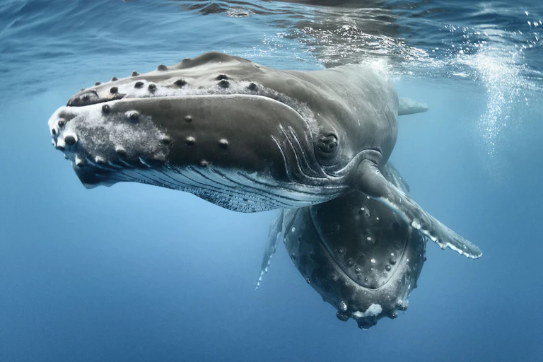 Two humpback whales swim together in tight formation.