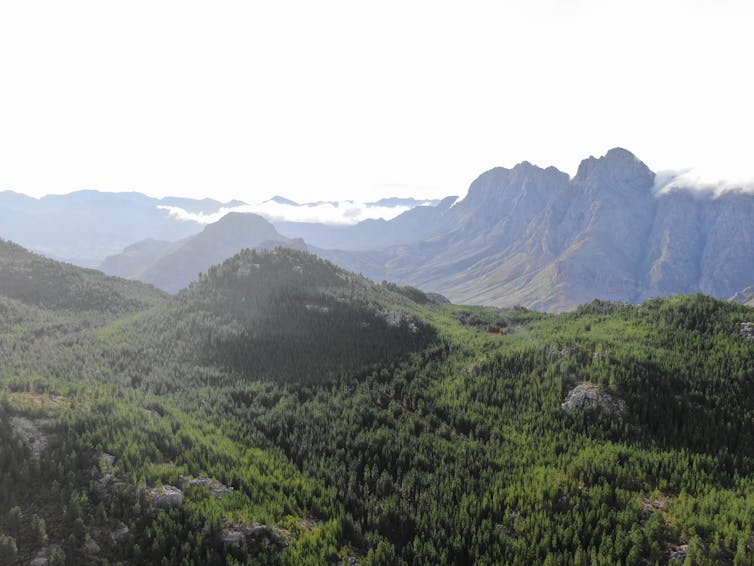 Aerial shot of the invasive alien pine trees that have grown on the Cape mountains.