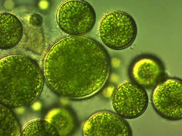 Chlorella microalgae under the microscope