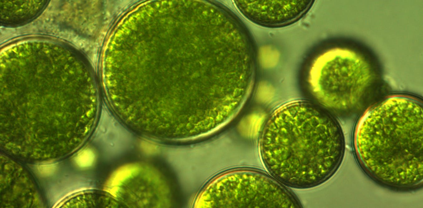 Microalgae is nature's 'green gold': our pioneering project to feed the ...