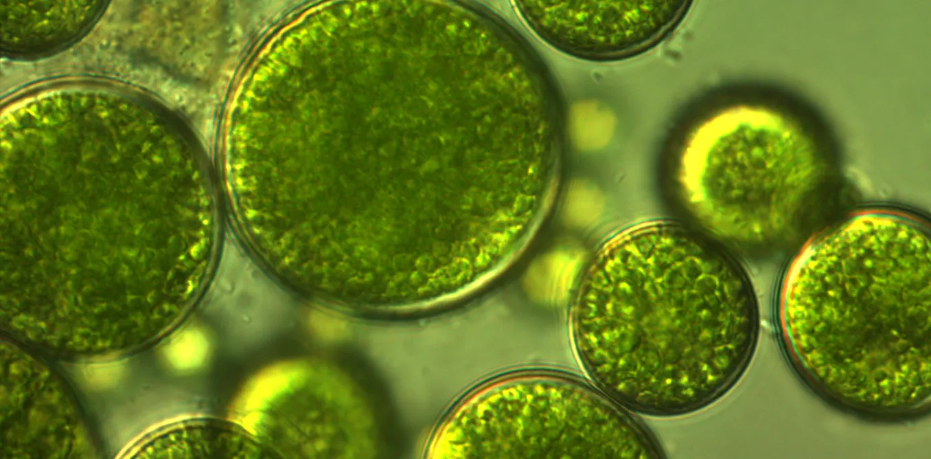 Microalgae Photo Microalgae is nature’s ‘green gold’: our pioneering project to feed the ...