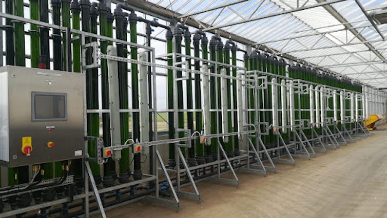 Microalgae is nature’s ‘green gold’: our pioneering project to feed the world more sustainably 2 file 20220309 32 19e624a.jpeg?ixlib=rb 1.1