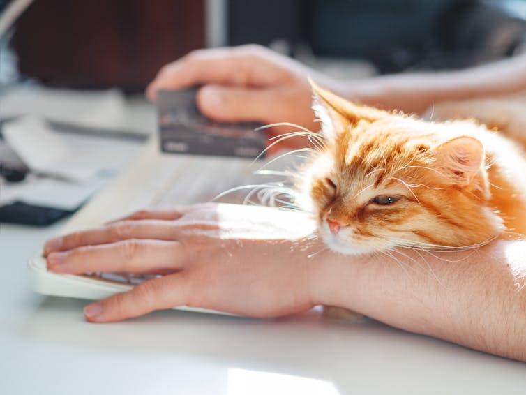 Close up of a person typing on a computer with their credit card in one hand, and a ginger cat snuggling on their other arm