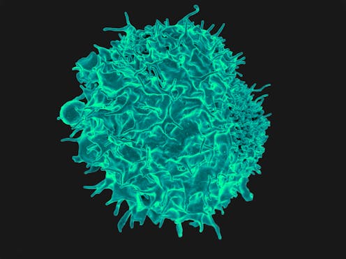 Por qué ni siquiera ómicron puede escapar de los linfocitos T