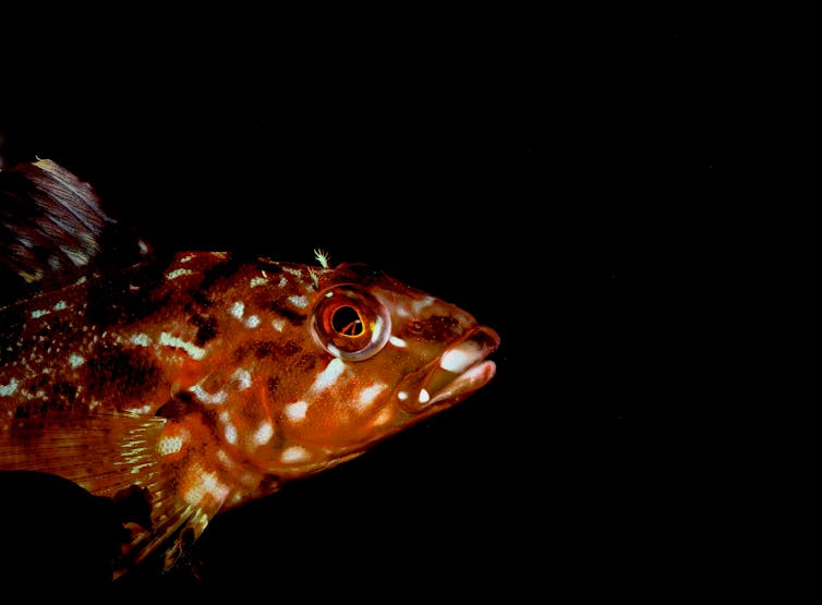 A red spotted fish on a black background