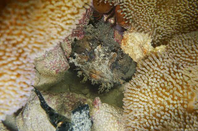 a brown fish hides in pale yellow coral