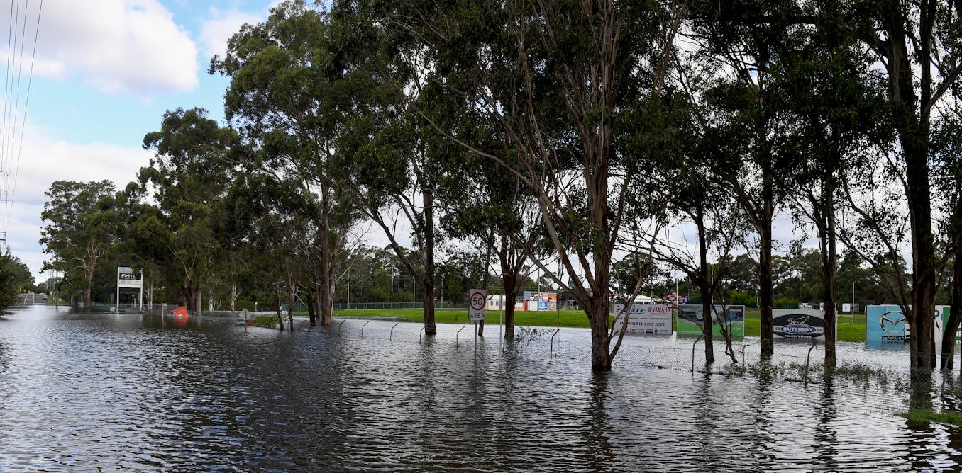 Trees: why they're our greatest allies against floods – but also tragic  victims