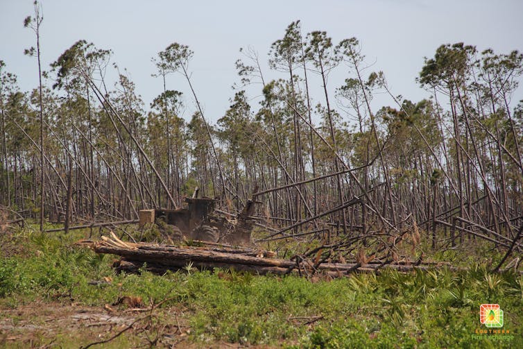 Trees being removed with stands of broken trees in the background that once were tall pines.