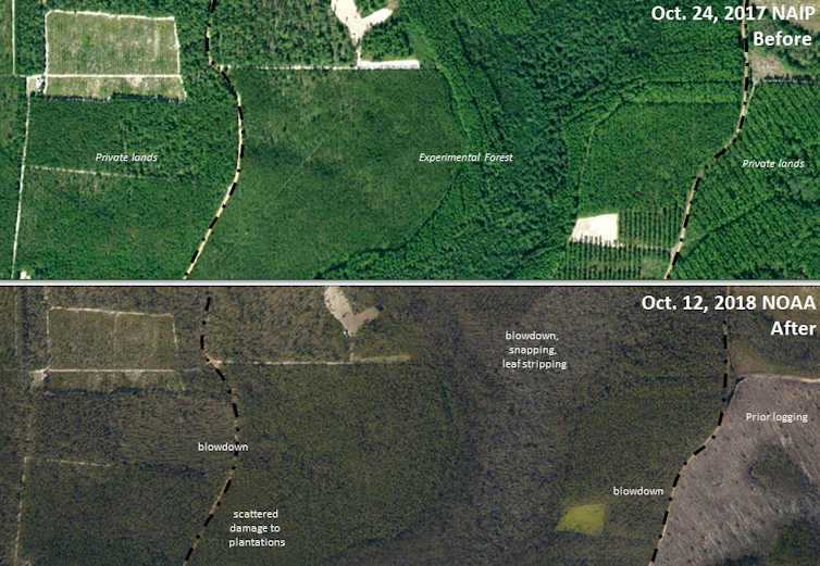 Two photos taken in the same month in different years show large areas of fallen trees that once emerged as tree canopies after Hurricane Michael.