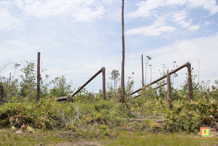 Trees fallen and broken, their crown vegetation on the ground.