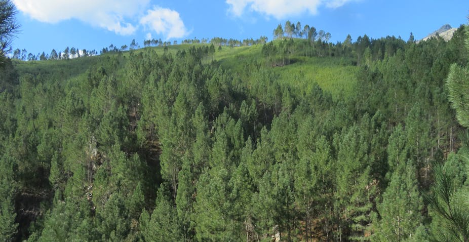 Alien pine trees on a mountain. 
