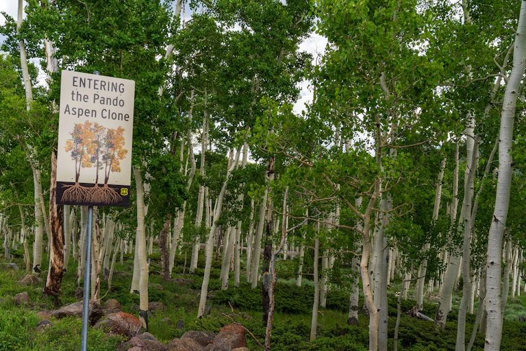 Forêt avec panneau de signalisation