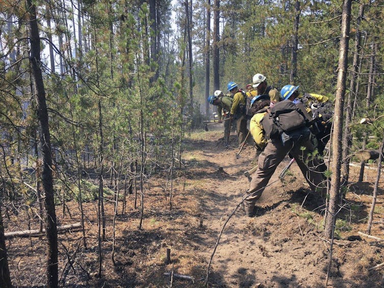 Firefighters with hand tools to clear a path about four feet wide among the trees.