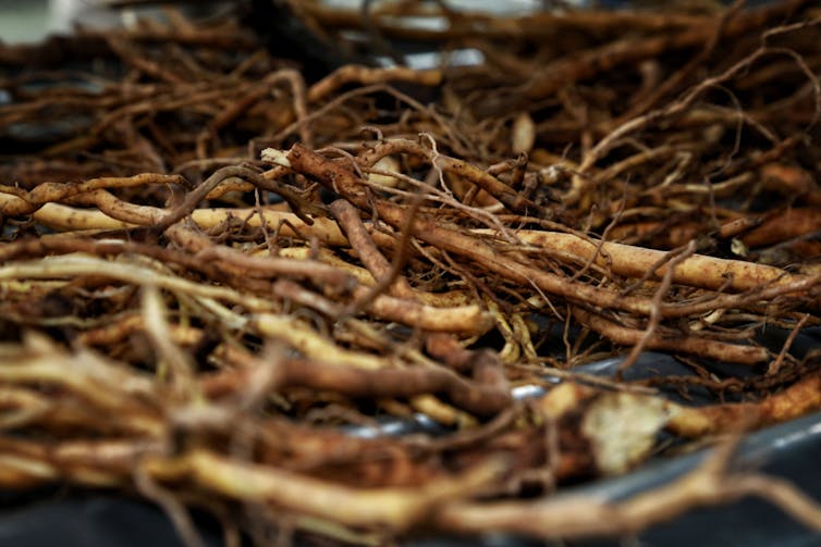 Root of kava plant