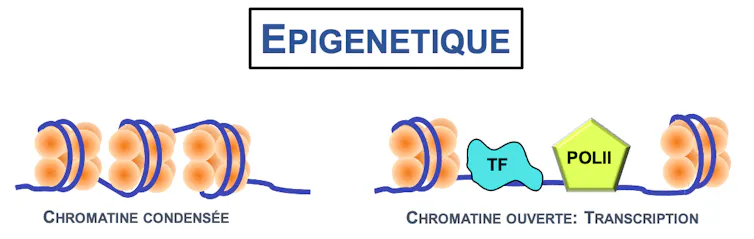 Sous le titre épigénétique, 2 schémas. Hétérochromatine : les blocs histones sont très rapprochés. Euchromatine : les blocs histones sont éloignés, permettant à des molécules de s’y intercaler pour avoir accès à l’ADN