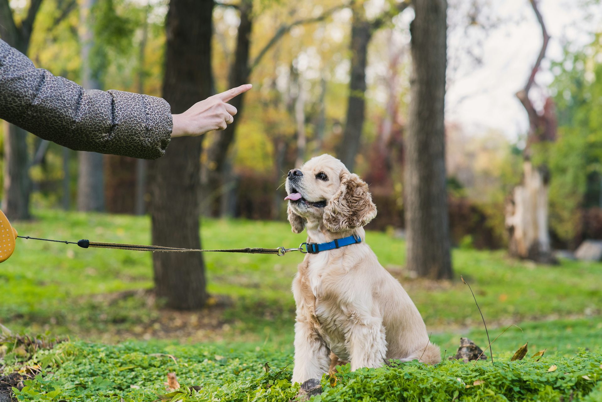 basic dog leash training