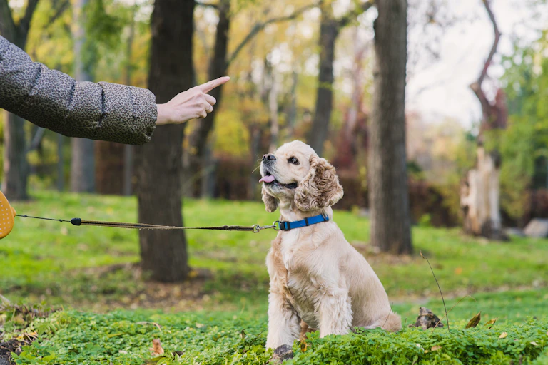Woman training her dog in a park