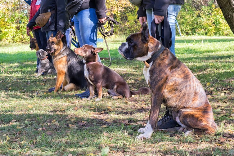 Dogs on leash sitting by their people at an obedience class