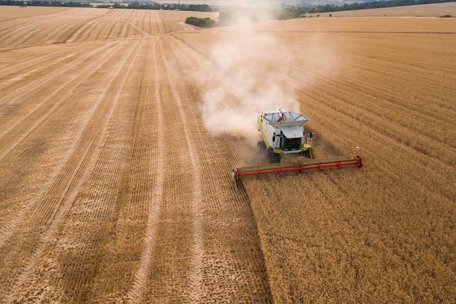 Combine harvester moving through a wheat field
