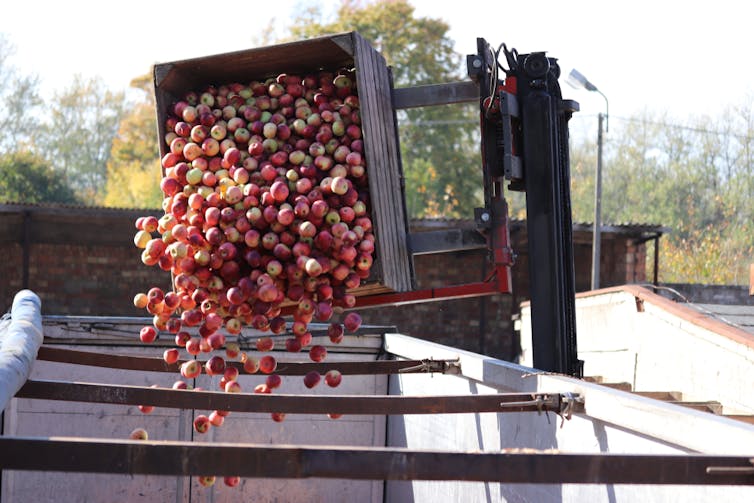 Apple cart unloading into a storage container
