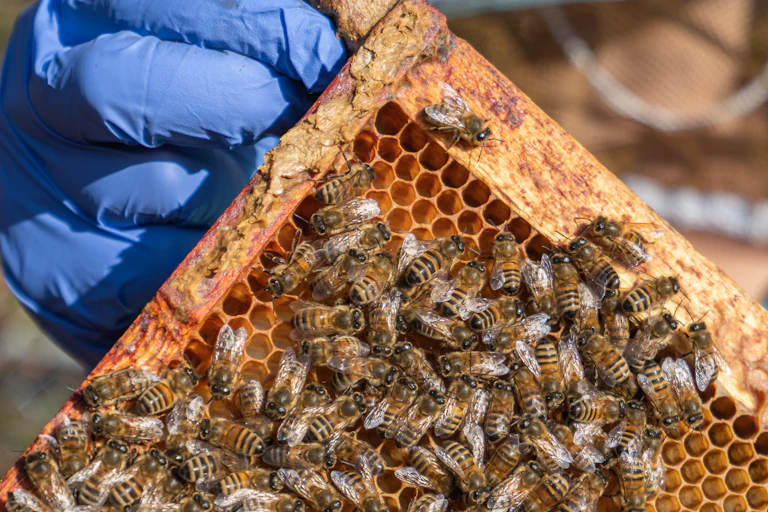 A frame of honey bee workers