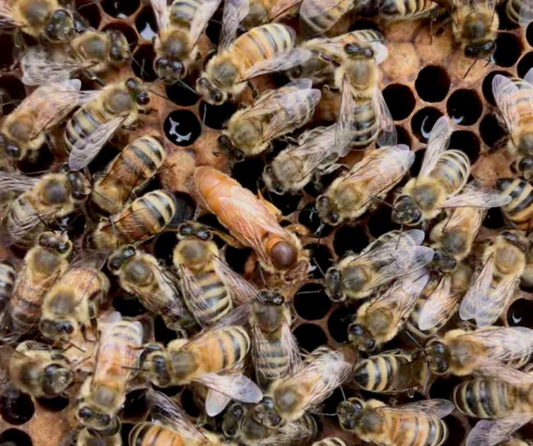 Reine d’abeille
