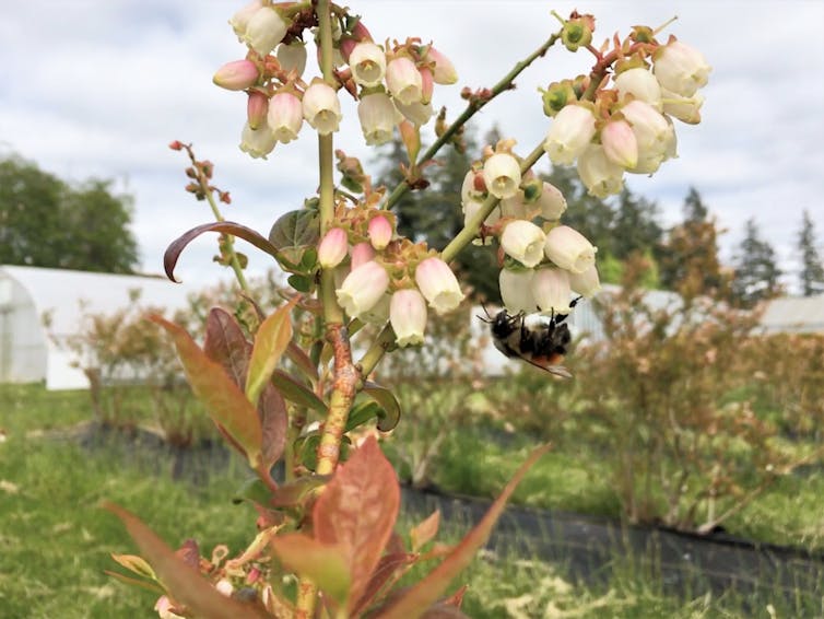 Bourdon sur des fleurs de myrtille