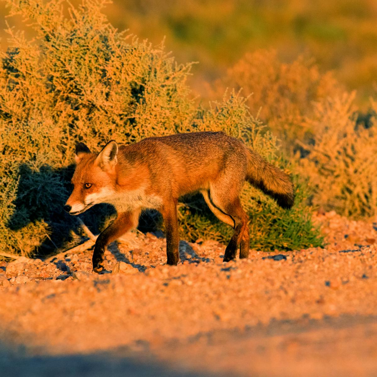 1.7 million foxes, 300 million native animals killed every year ...